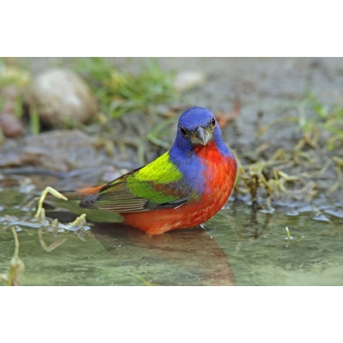 Texas, McMullen Co Painted bunting male bathing